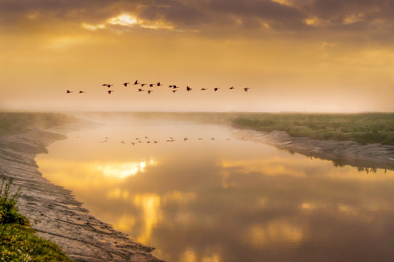 birds in flight, geese, bird, animal, flight, flying, freedom, rivers, water, reflections, sunrise, fog, mist, foggy weather, silhouette, shadow, sky, mood, nature, nature photography, golden hour, landscape, riverside, sunrise over water, geese, geese, sunrise, sunrise, sunrise, sunrise, sunrise, shadow, riverside