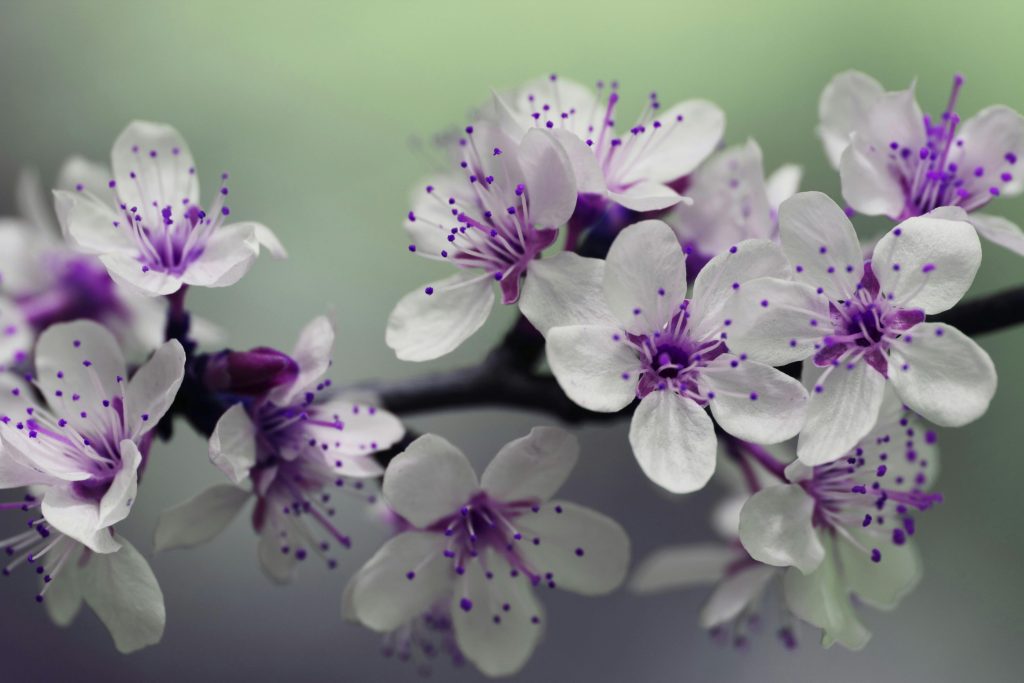 Beautiful macro capture of cherry blossom flowers with purple stamens in springtime.